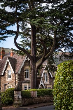 All About Malvern's Marvellous Trees - Malvern's Marvellous Trees