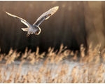 Worcester & Malvern RSPB: Barn Owls