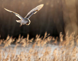 Worcester & Malvern RSPB: Barn Owls - RSPB