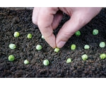 Green Fingers in February/March