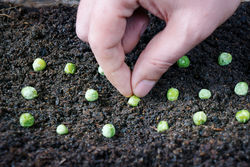 Green Fingers in February/March - Green Fingers