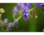 How to attract pollinating insects in your garden