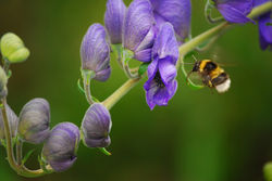 Green Fingers in Spring - Green Fingers