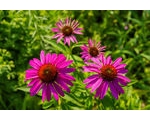 Green Fingers in Late Summer