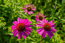 Green Fingers in Late Summer - Green Fingers