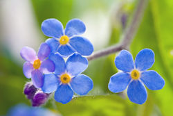 Green Fingers in early Summer - Green Fingers