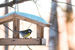 Green Fingers in Winter - Green Fingers