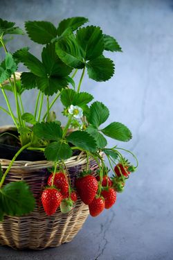 Green Fingers in early Summer - Green Fingers