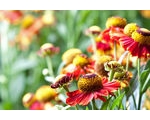 Green Fingers in late Summer