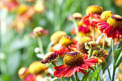 Green Fingers in late Summer - Green Fingers