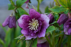 Green Fingers in Winter - Green Fingers