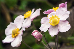 Green Fingers in the Autumn - Green Fingers