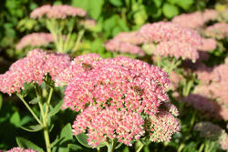 Green Fingers in Aug/Sept - Green Fingers