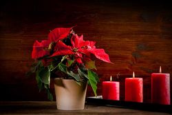 Green fingers this Winter - Poinsettia