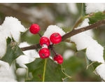 Green Fingers in Winter