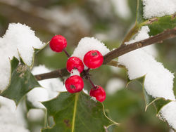 Green Fingers in Winter - Green Fingers