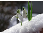 Green Fingers in late Winter