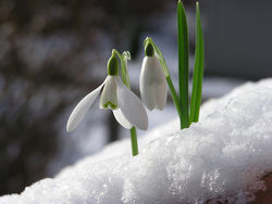 Green Fingers in late Winter - Green Fingers