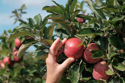 Green Fingers in Autumn - Green Fingers