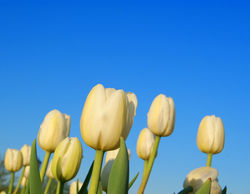 Green Fingers in Spring - Green Fingers