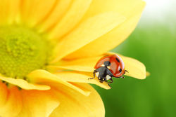 Local Gardens Reopen for NGS - Local Gardens 