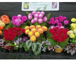 The Worcester and District Chrysanthemum & Dahlia Society