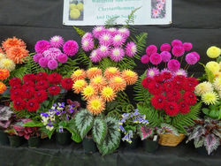 The Worcester and District Chrysanthemum & Dahlia Society - Chrysanthemums and Dahlias