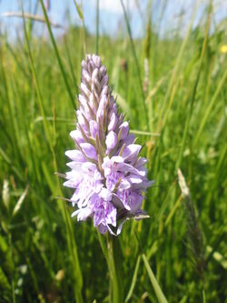 Wildflower Walk