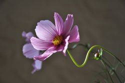 Green Fingers in Spring - Green Fingers
