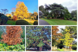 The Friends of Priory Park (FOPP) -