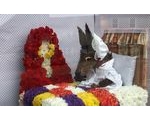 8 May - Great Malvern Floral Festival - Red Riding Hood - Kalliste