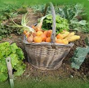 Ledbury Allotment Association