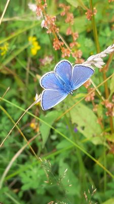 Butterflies on the Old Hills