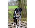 Worcestershire Animal Rescue Shelter