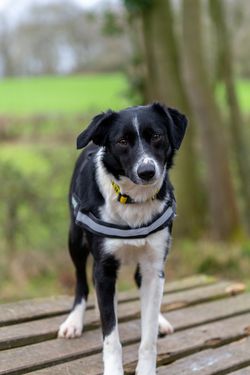 Worcestershire Animal Rescue Shelter - Worcestershire Animal Rescue Shelter