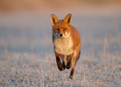 The winner of the Open Air Photographic Exhibition in Malvern - The Fox by Carl Day