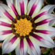 Cradley Open Gardens 2025 - 
