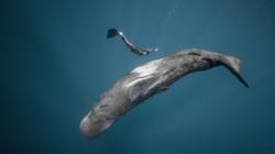 Ocean Film Festival