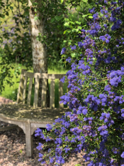Putley Open Gardens 2025