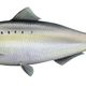 Unlocking the Severn - Twaite Shad