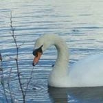 The Swan Food Project, Worcester - 