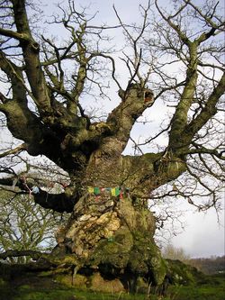 Walk 4 - A Magical Tour on the Malverns - White Leafed Oak Tree